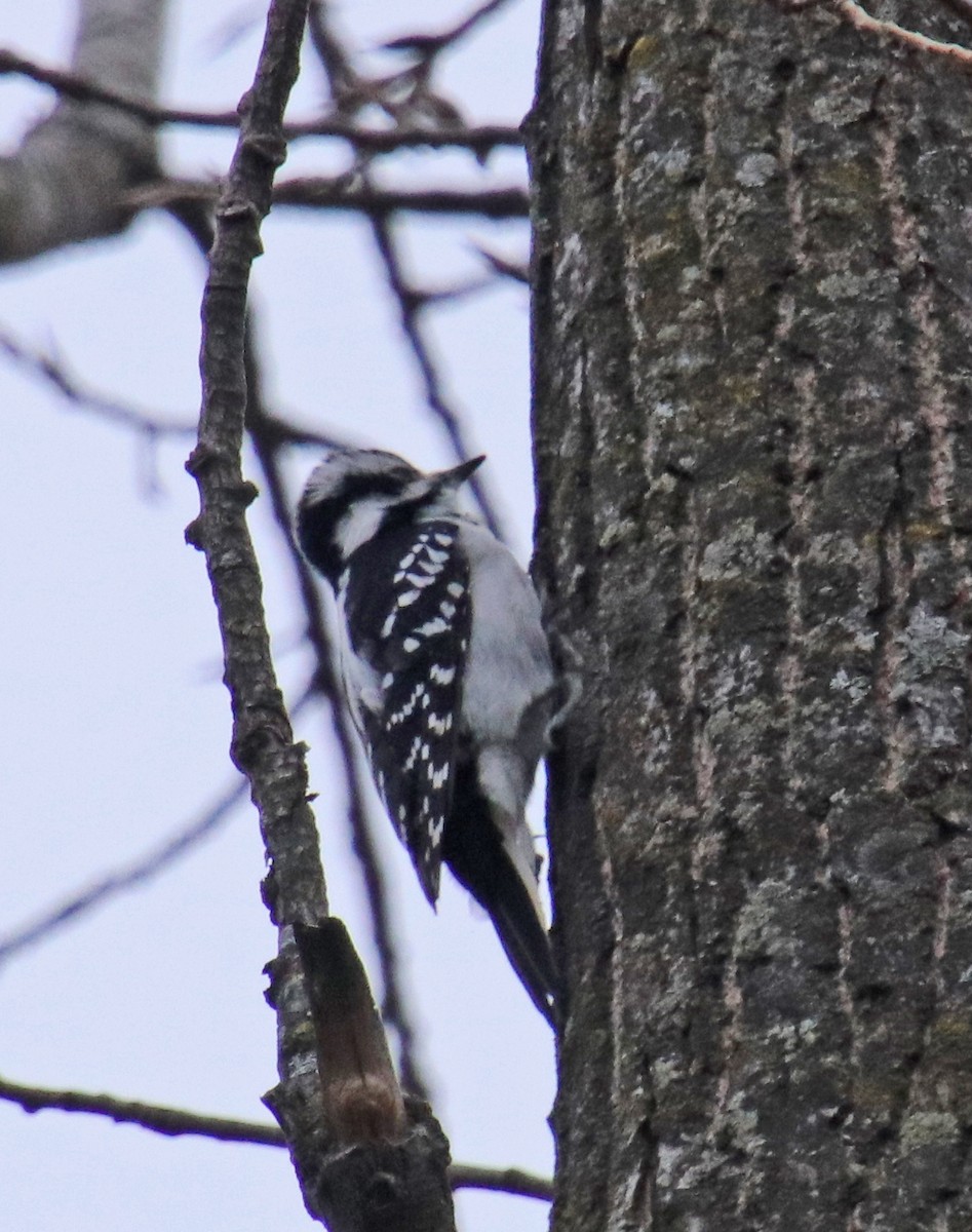 Hairy Woodpecker - ML646410421
