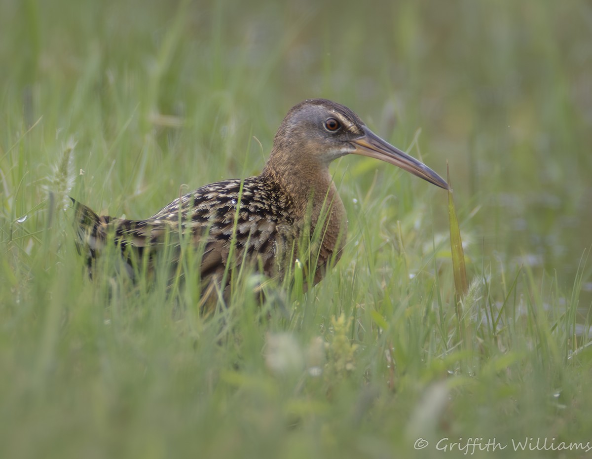 King Rail - ML646410422