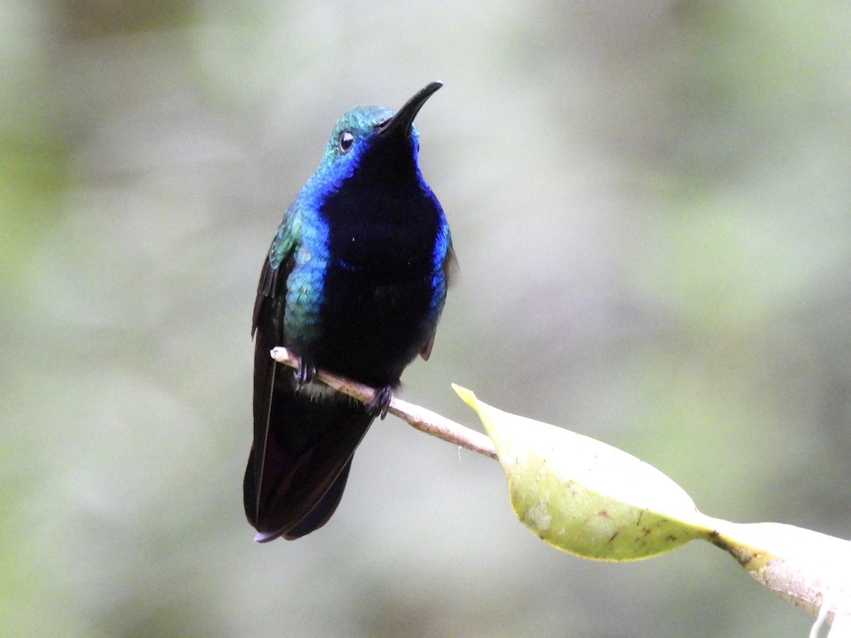 Black-throated Mango - ML646410425