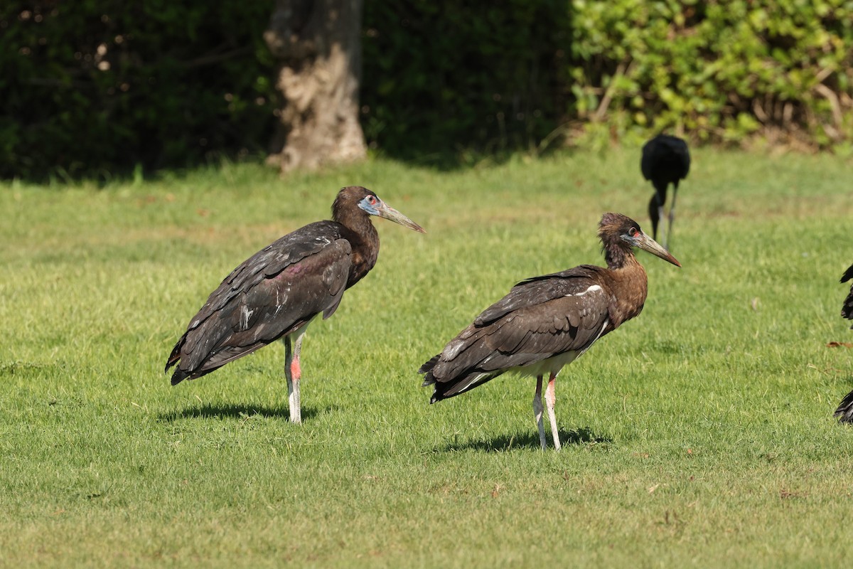 Abdim's Stork - ML646410429