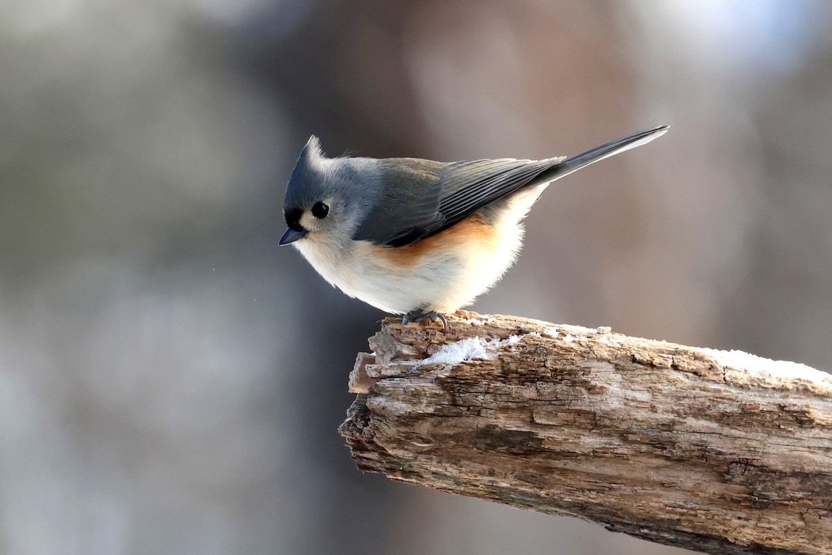 gråduskmeis - ML646410430