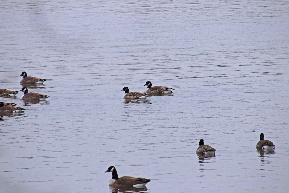 Canada Goose - ML646410433