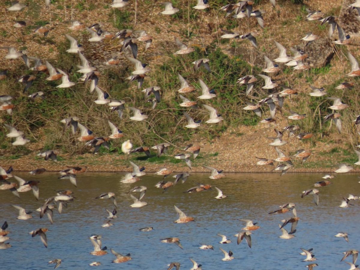 Побережник ісландський - ML646410434