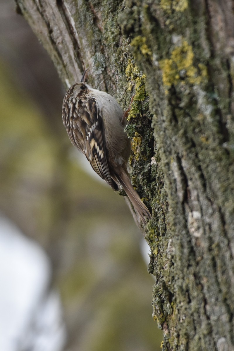 Short-toed Treecreeper - ML646410440