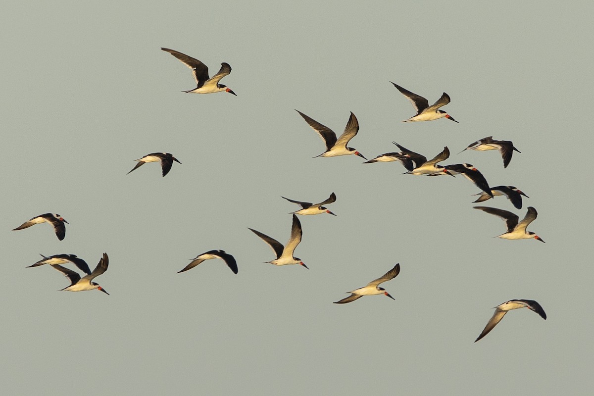 Black Skimmer - ML646410441