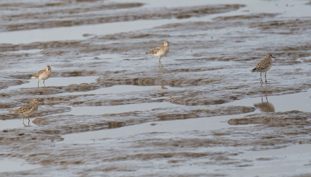 Sharp-tailed Sandpiper - ML646410442