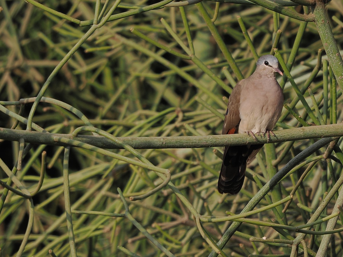 アオフバト - ML646410443