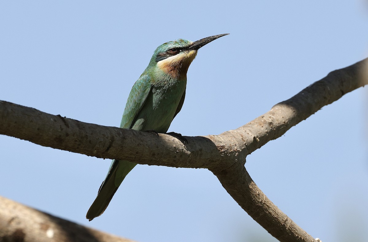 Зелёная щурка - ML646410446