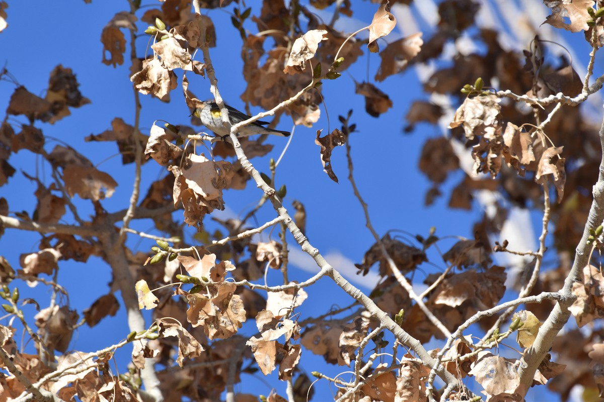 Yellow-rumped Warbler - ML646410447