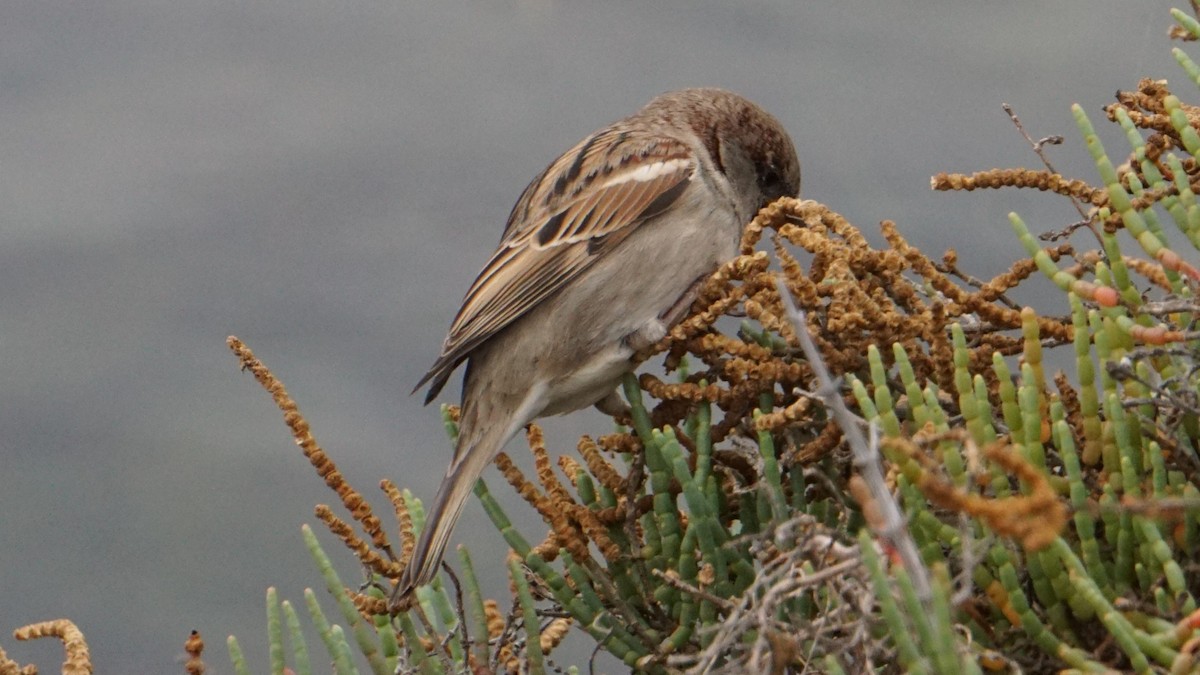 Горобець хатній - ML646410448