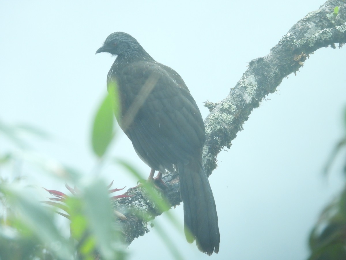 guan andský - ML646410449