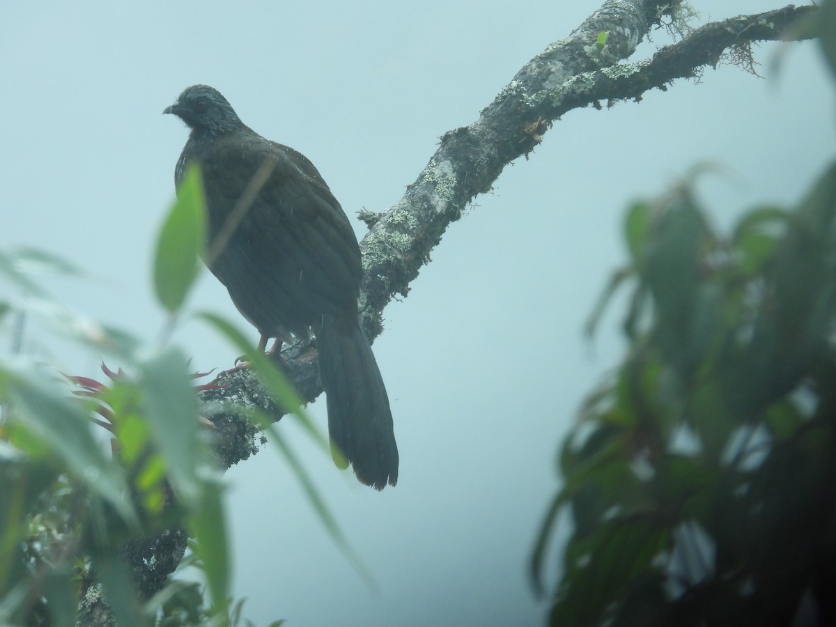 guan andský - ML646410450