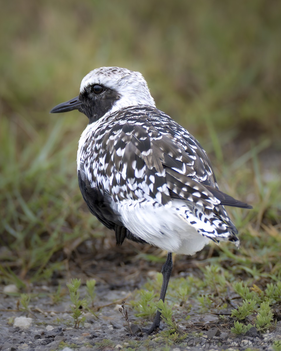 ダイゼン - ML646410451