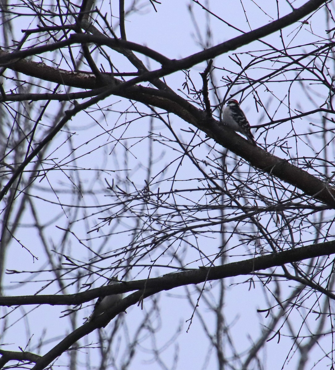 Downy Woodpecker - ML646410454