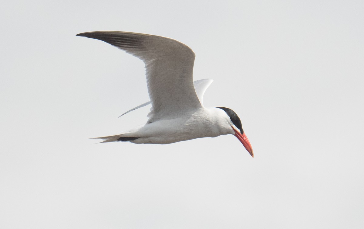 Caspian Tern - ML646410455