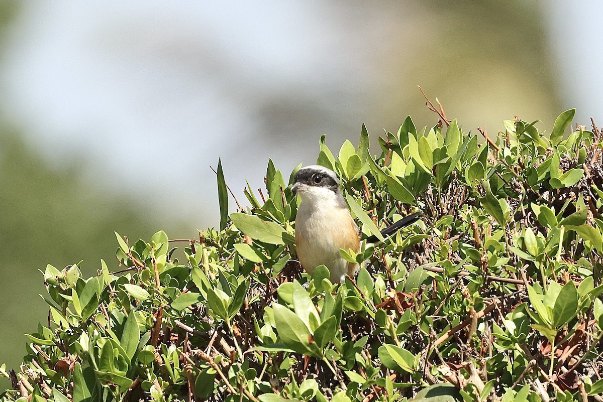 חנקן הודי - ML646410457