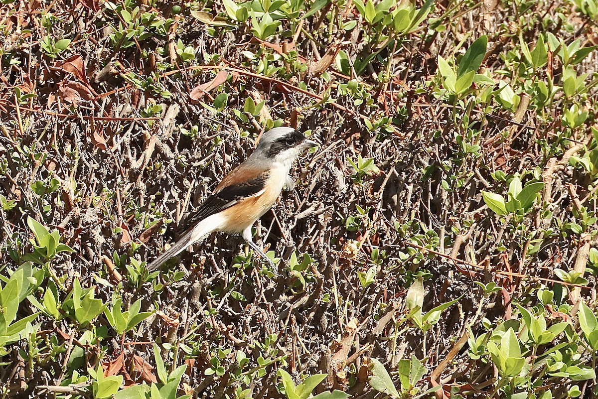 חנקן הודי - ML646410458