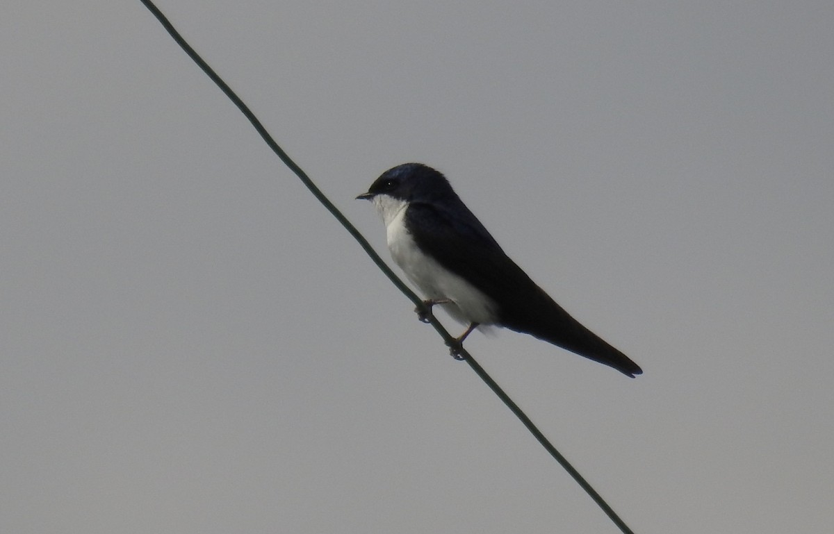 Blue-and-white Swallow - ML646410461