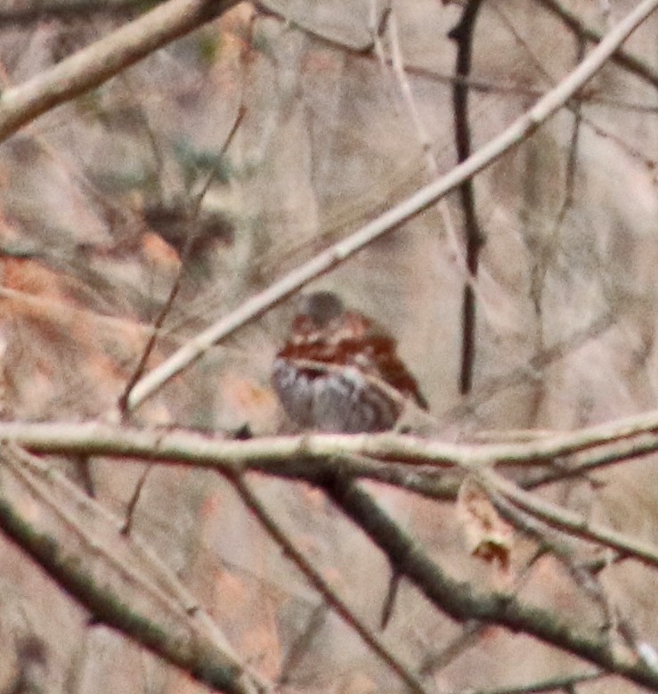 Fox Sparrow - ML646410464