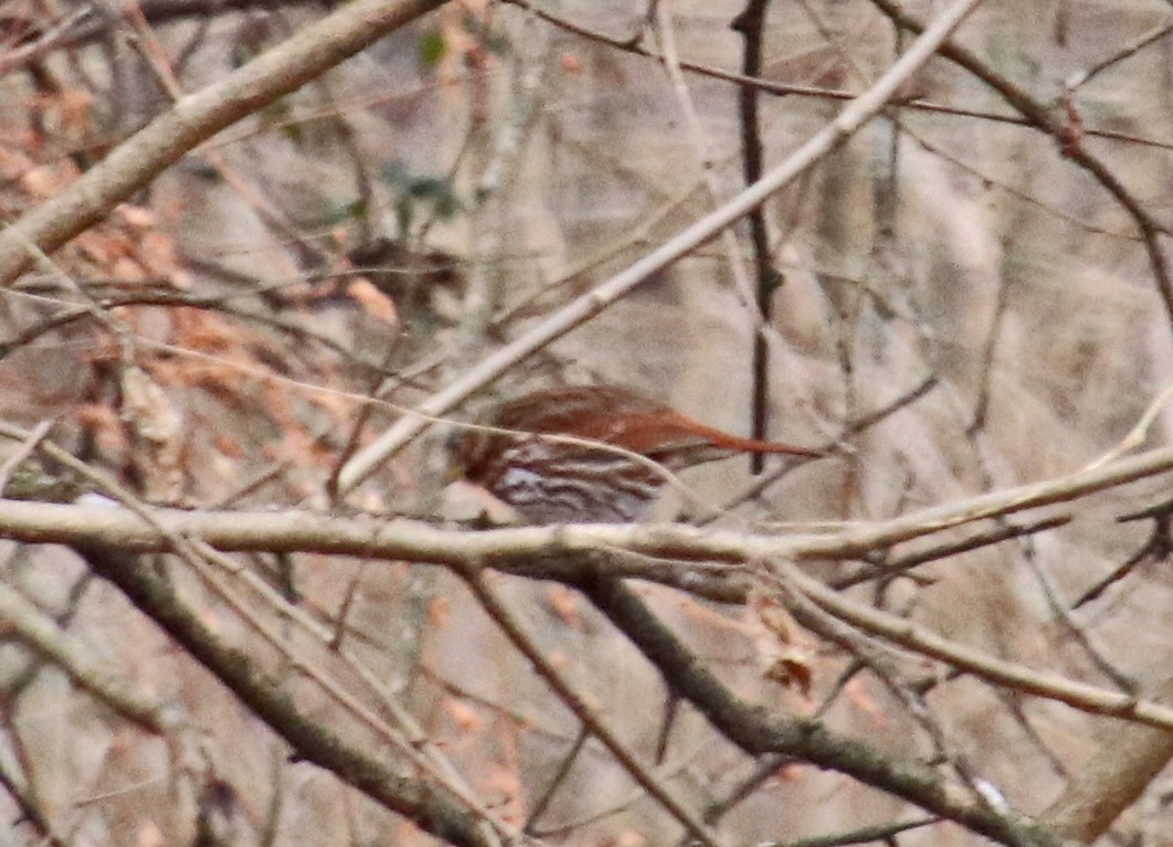 Fox Sparrow - ML646410465