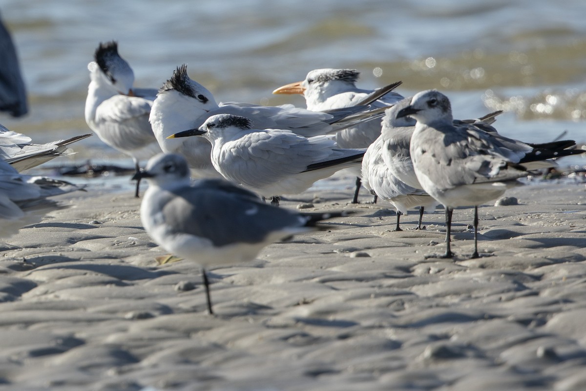 白嘴端燕鷗 - ML646410467