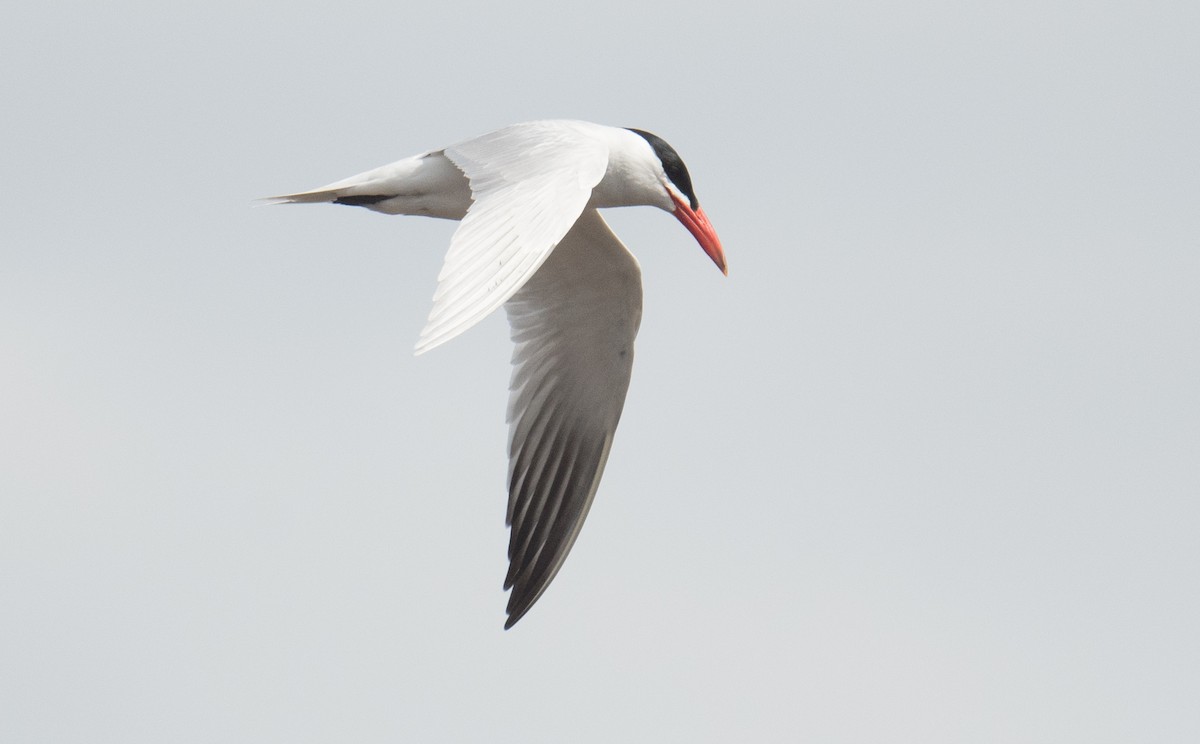 Caspian Tern - ML646410468