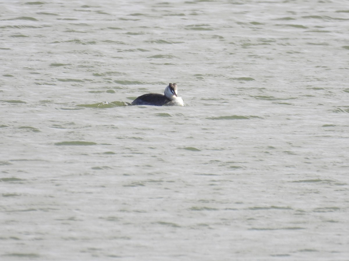 Svasso maggiore - ML646410470