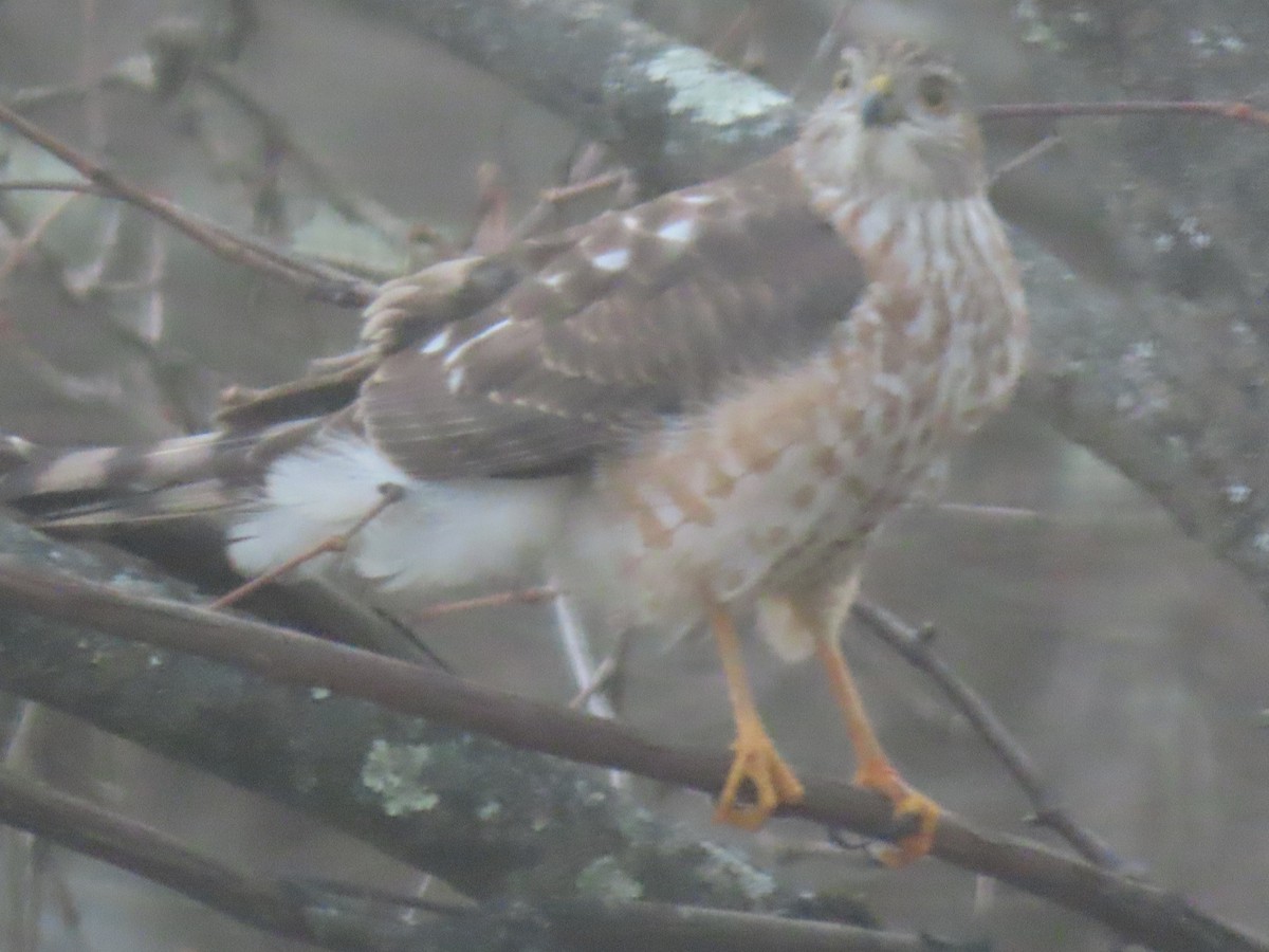 krahujec americký - ML646410486