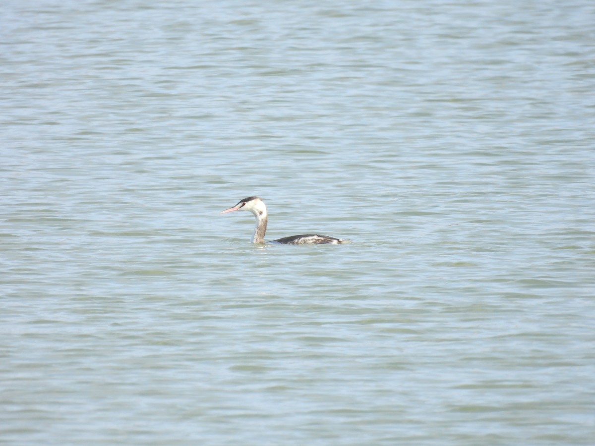 Svasso maggiore - ML646410487