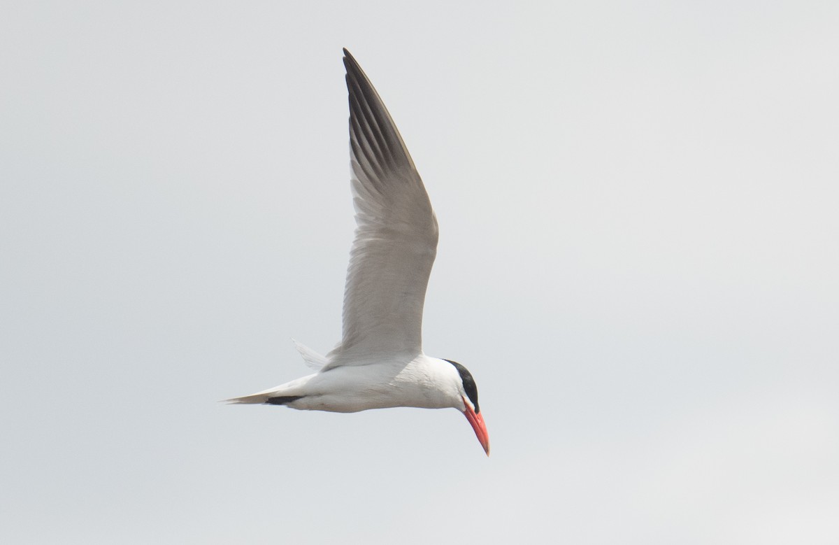 Caspian Tern - ML646410490