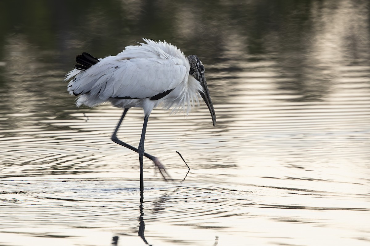 Wood Stork - ML646410491