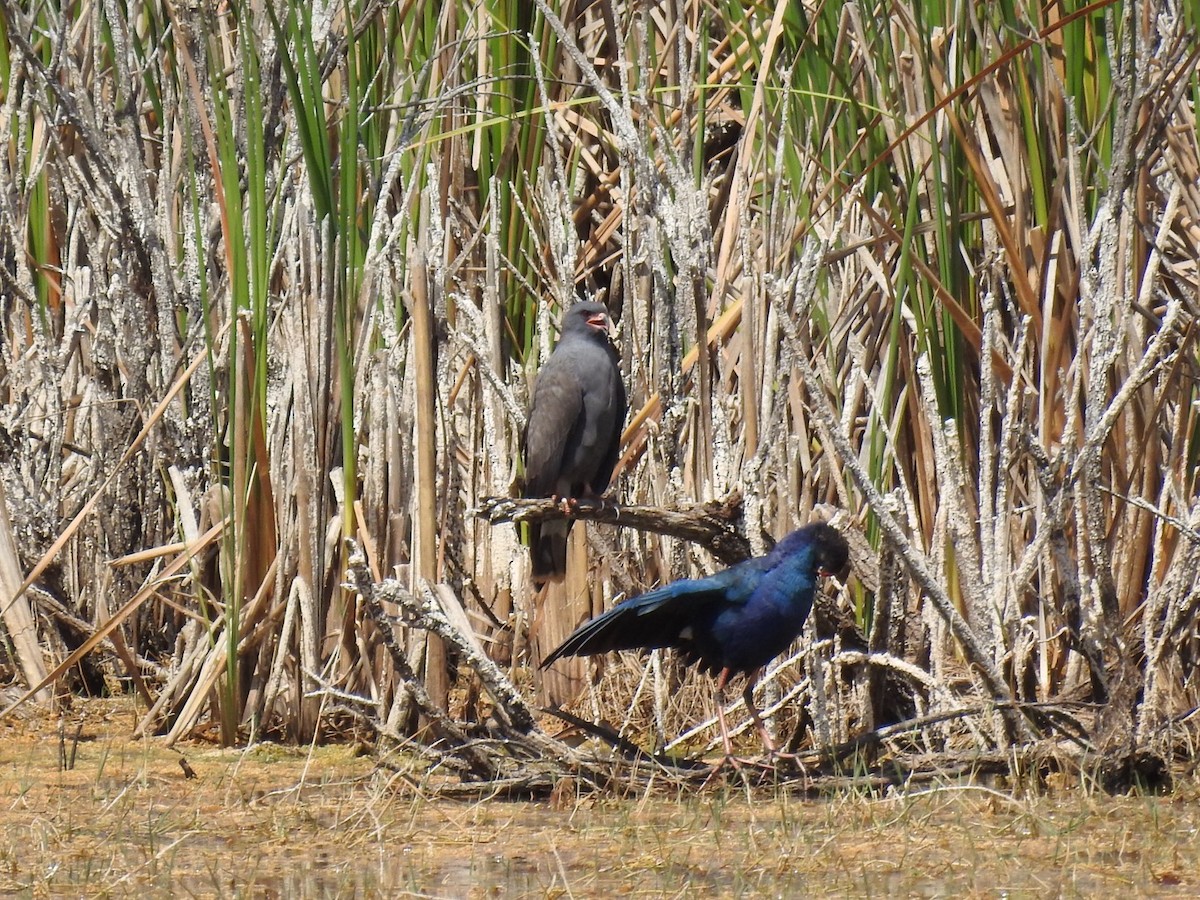 Snail Kite - ML646410497