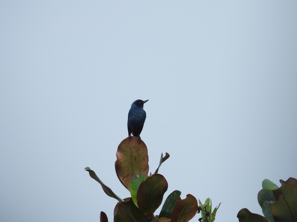 Masked Flowerpiercer - ML646410501