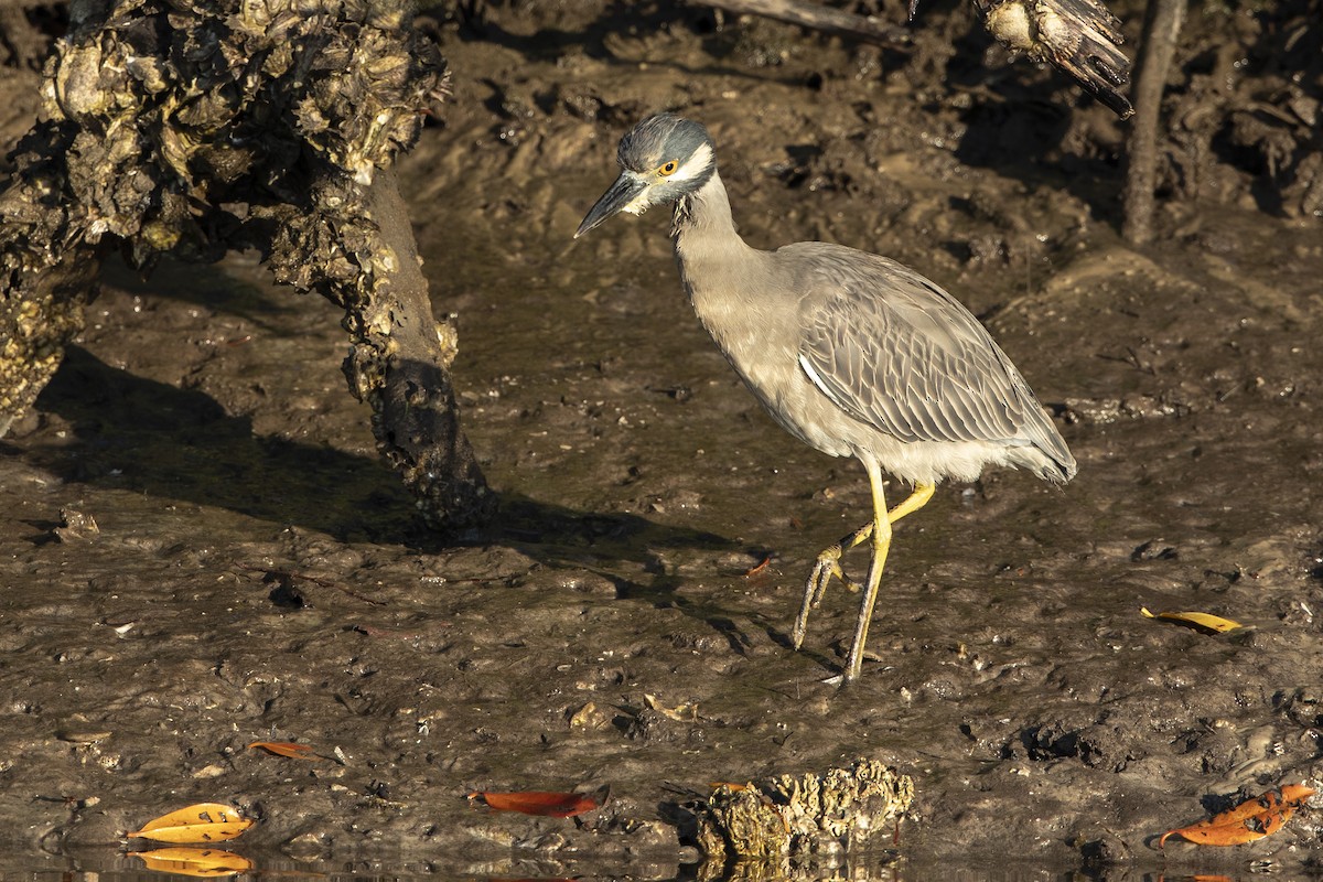Yellow-crowned Night Heron - ML646410504