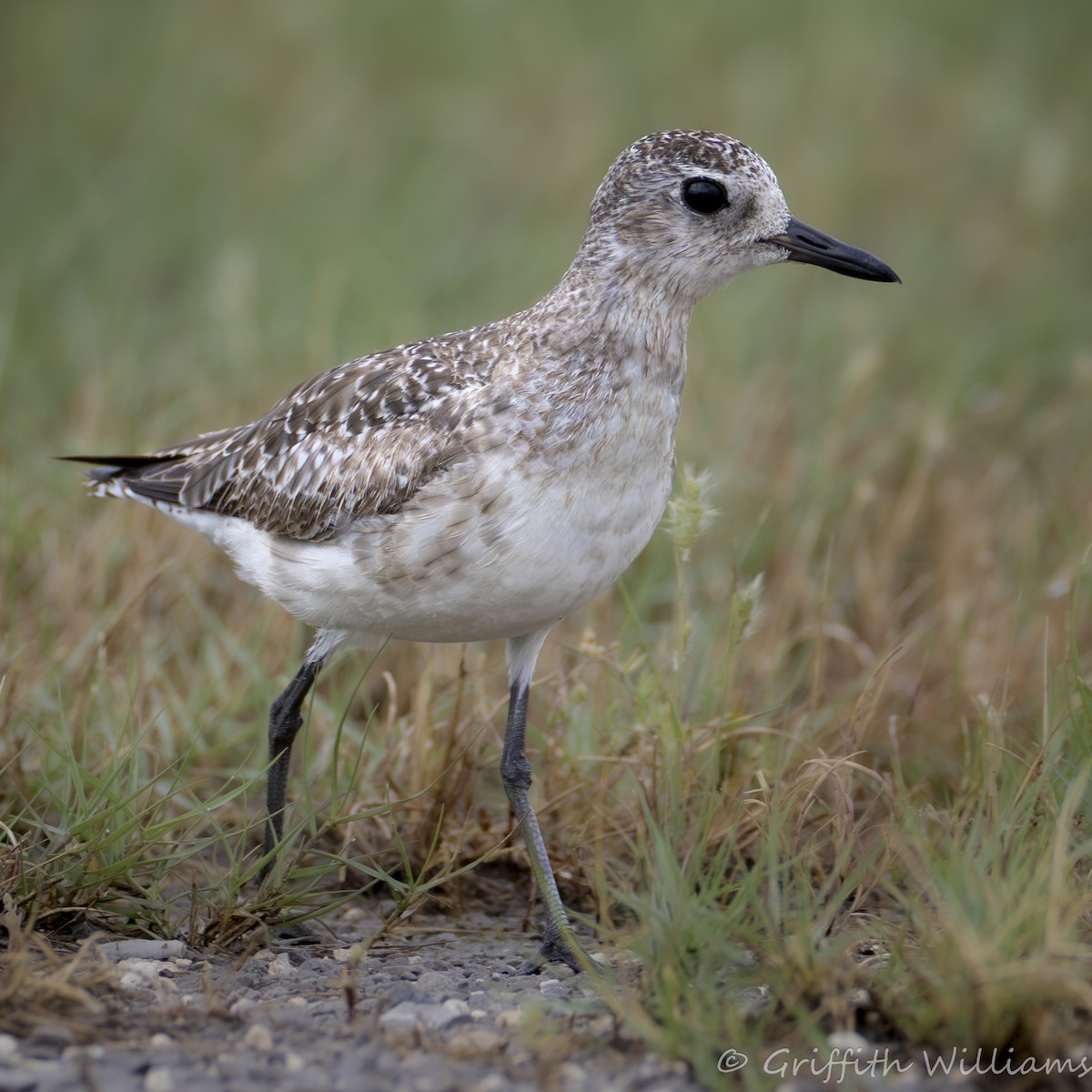 ダイゼン - ML646410505