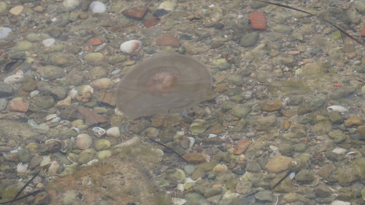 Animals - ML646410507