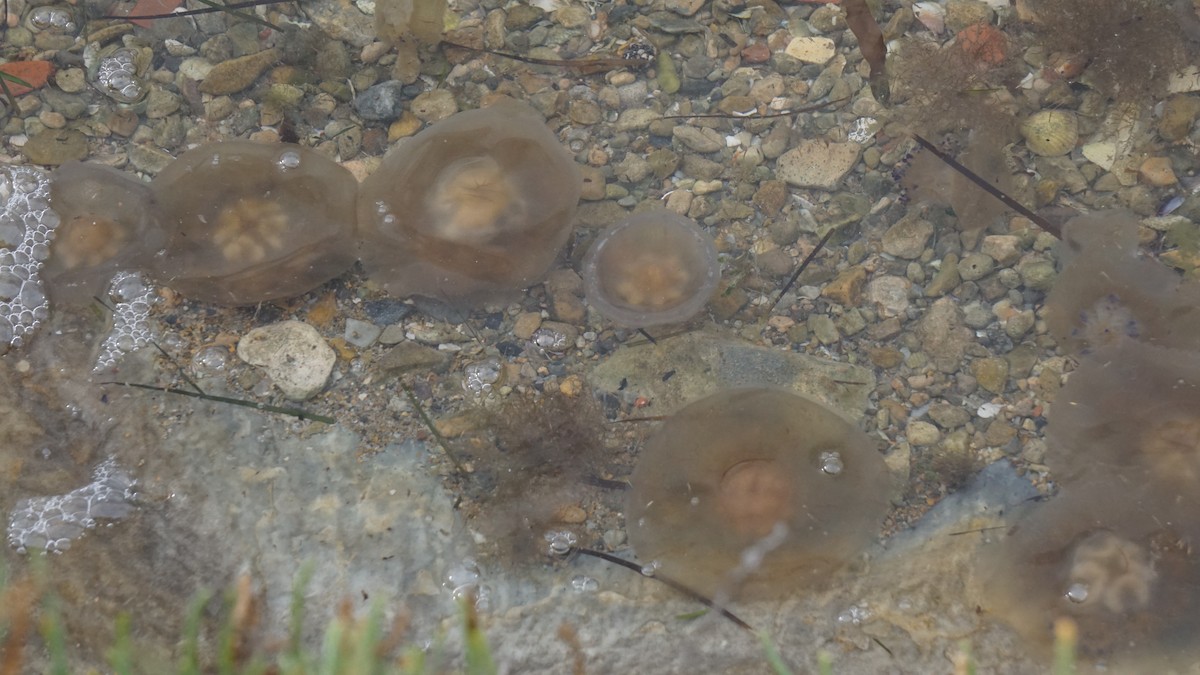 Animals - ML646410508