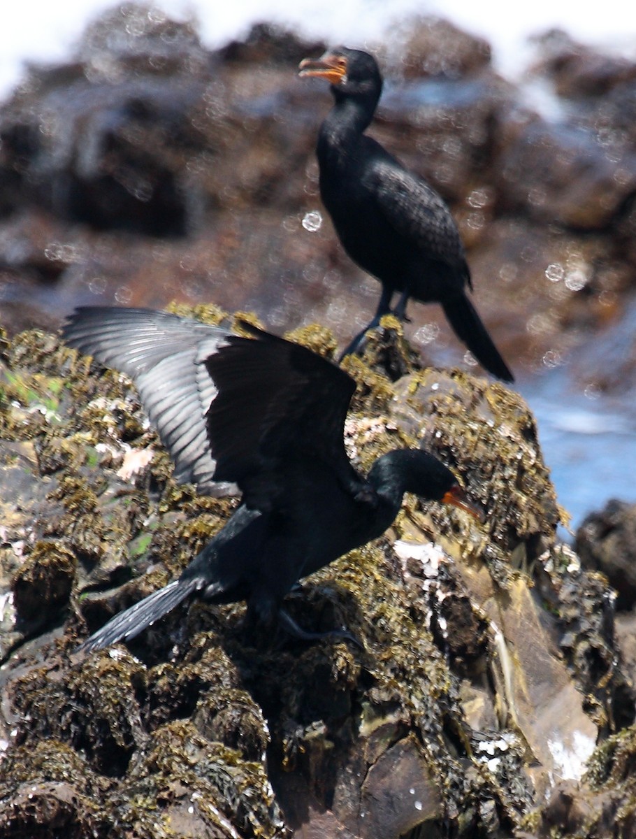 Crowned Cormorant - ML646410509