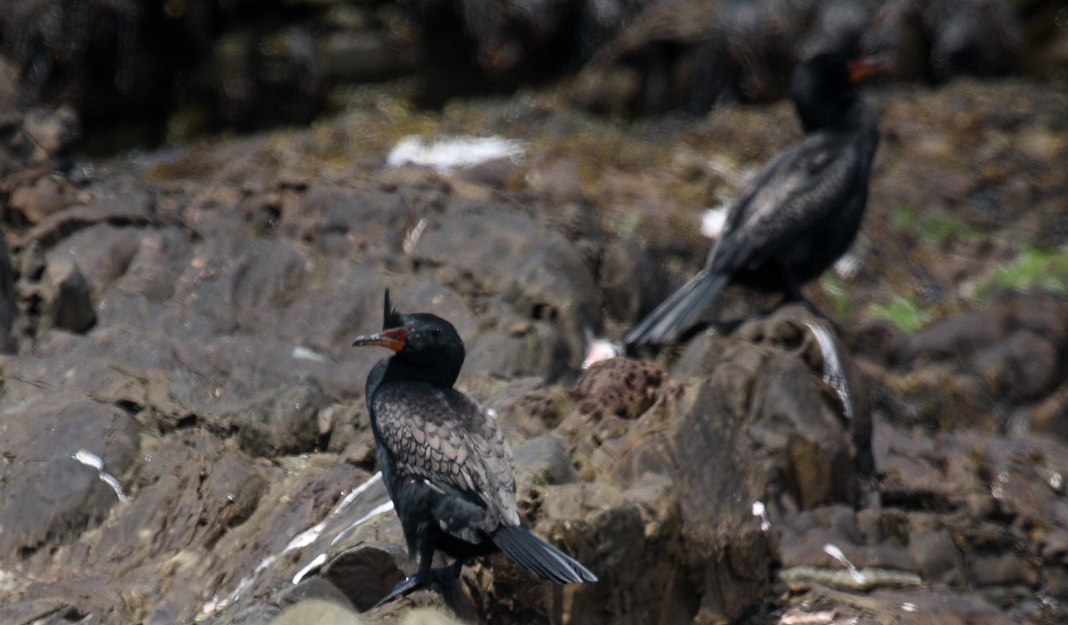 Crowned Cormorant - ML646410510