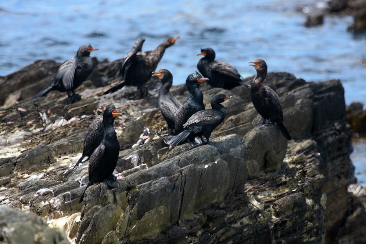 Crowned Cormorant - ML646410511