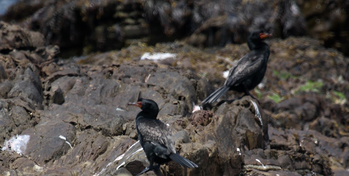 Crowned Cormorant - ML646410512