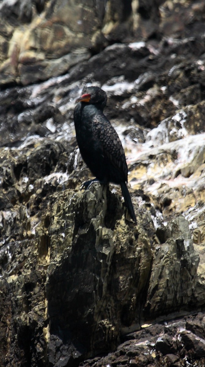 Crowned Cormorant - ML646410513
