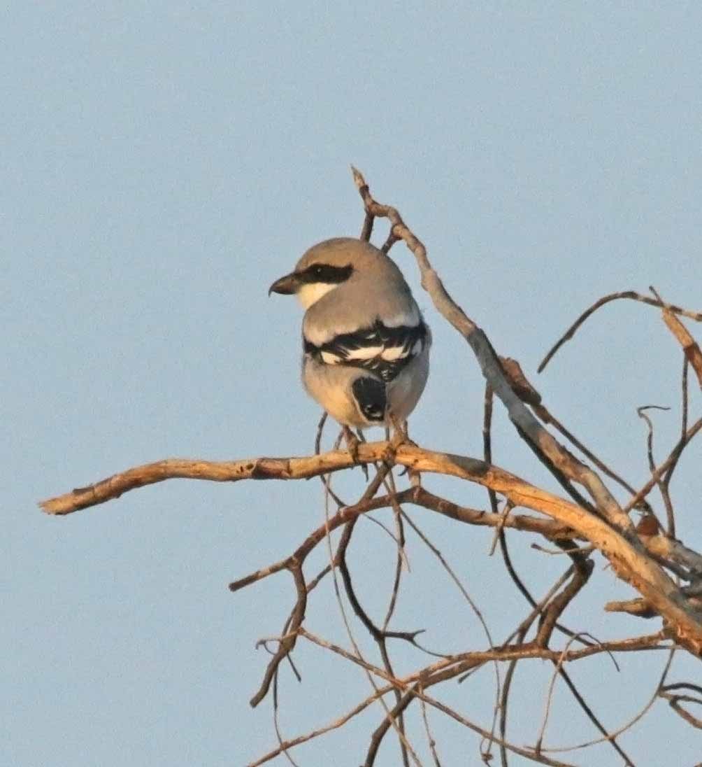 Great Gray Shrike (Arabian) - ML646410514