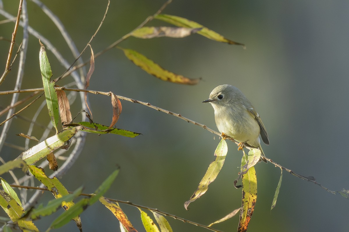 králíček americký - ML646410515