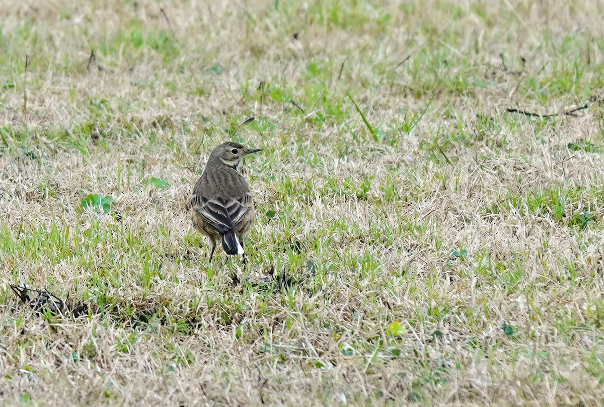 Amerika İncirkuşu - ML646410517