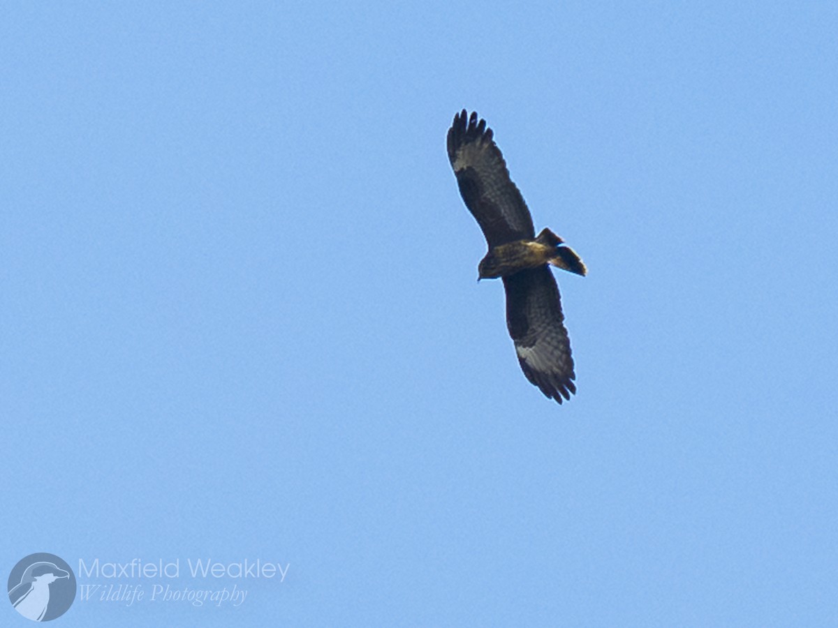 plžojed bažinný - ML646410519