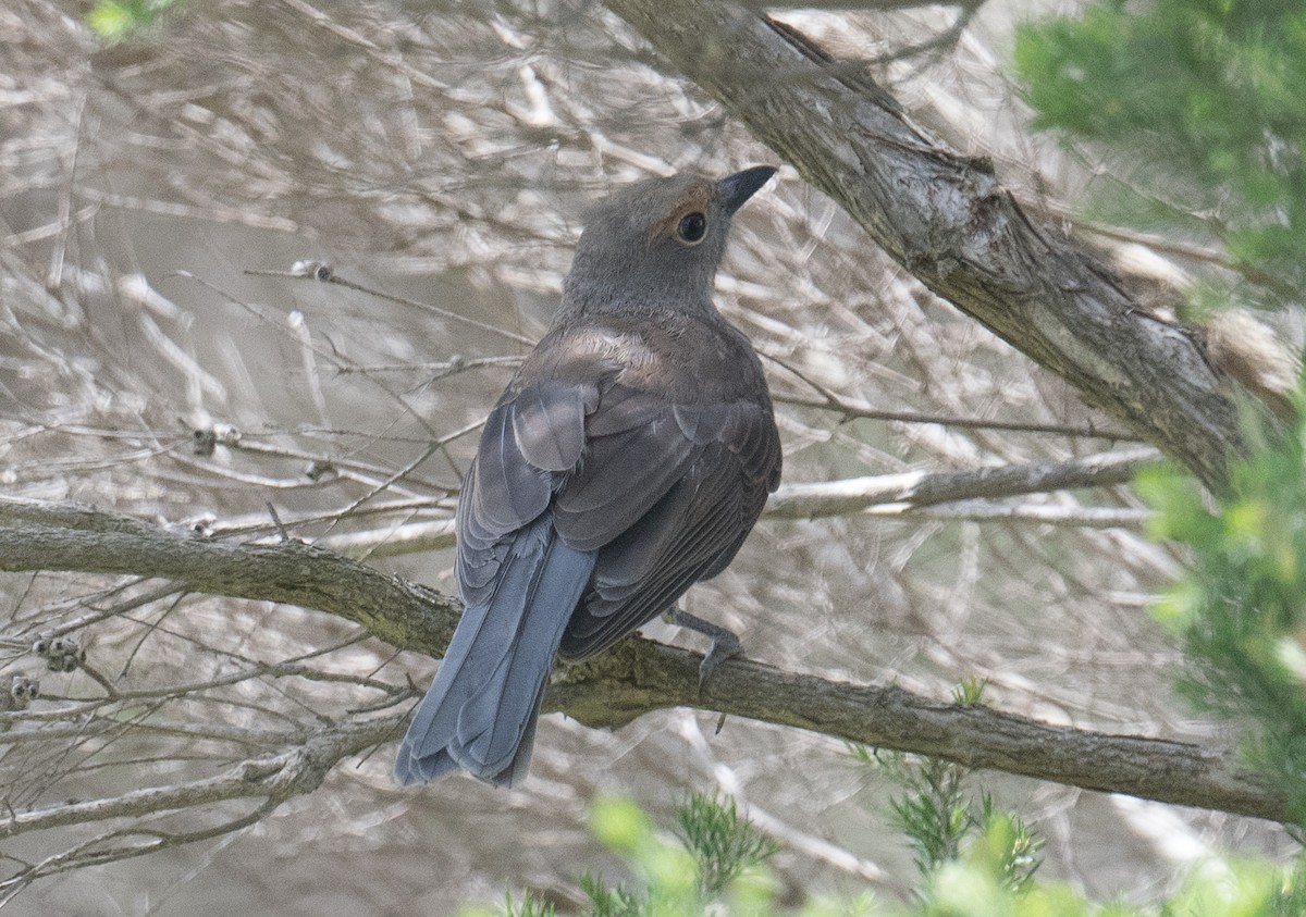 Gray Shrikethrush - ML646410521