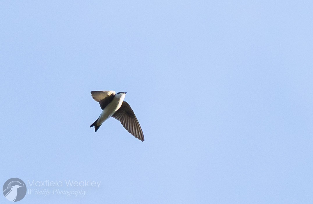 Tree Swallow - ML646410522