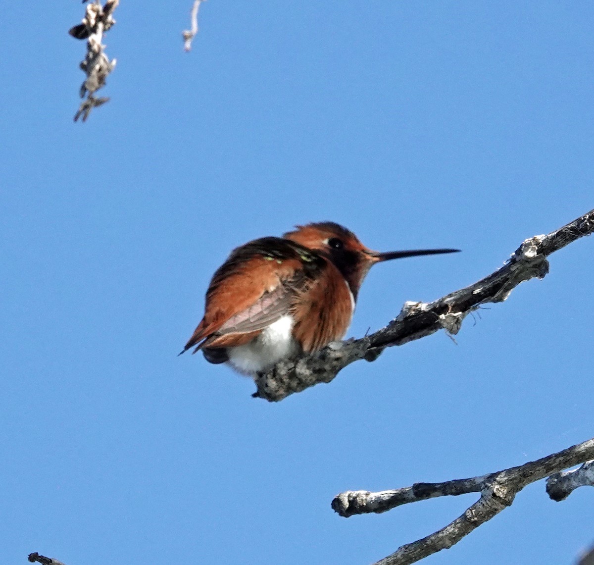 Allen's Hummingbird - ML646410524