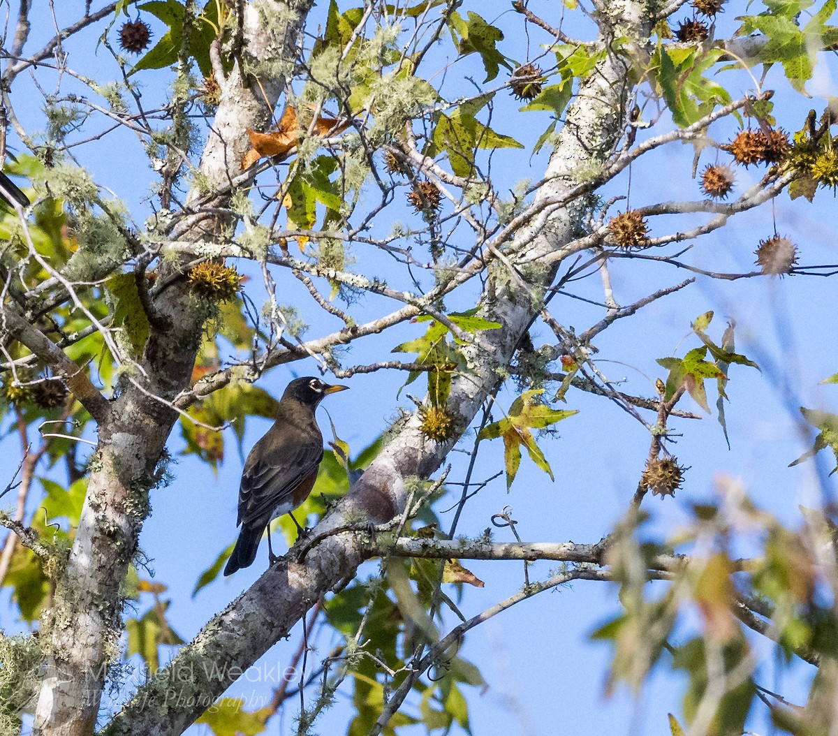 American Robin - ML646410525